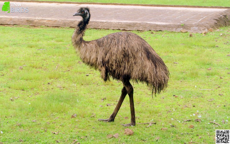 Emu