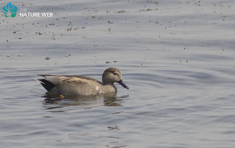 Duck-like Birds