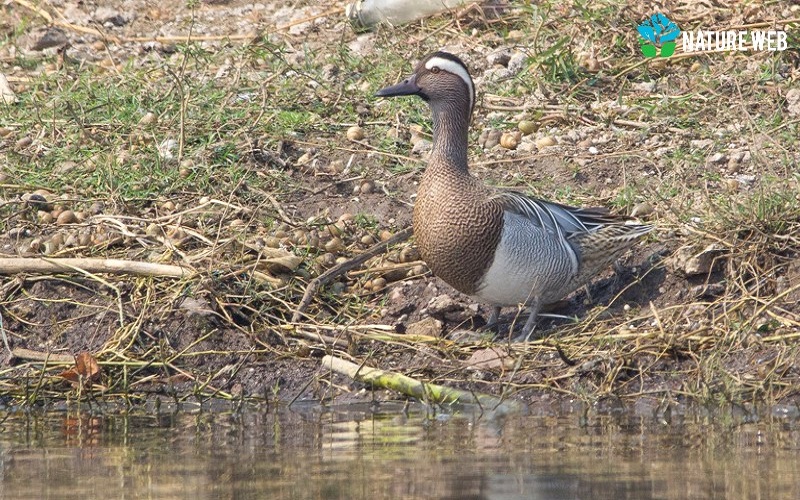 Garganey