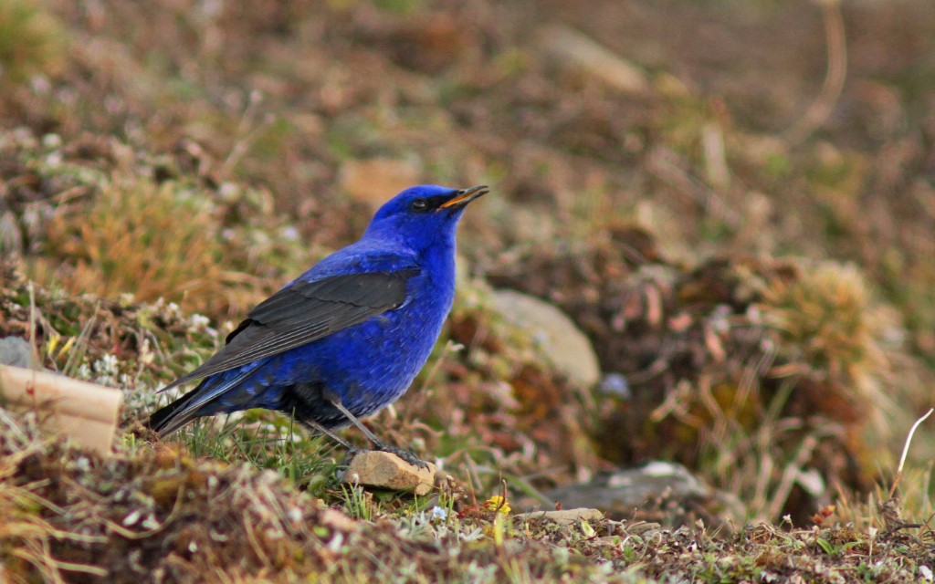 Perching Birds