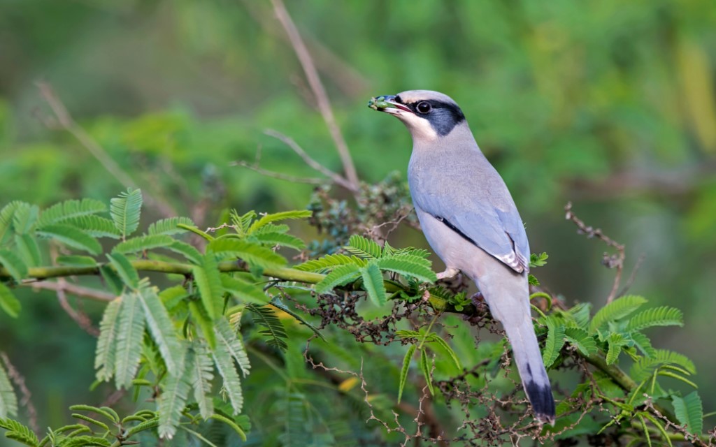 Perching Birds