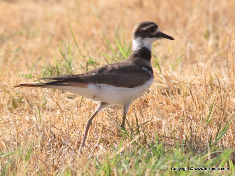 Killdeer