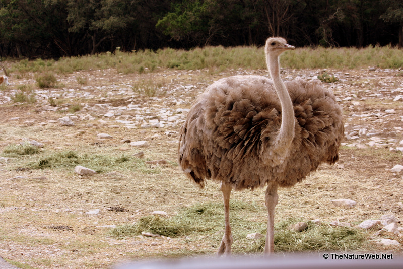 Ostrich