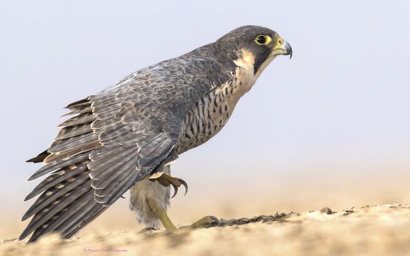 Peregrine Falcon Zinn Brosche Britisch Hand Gefertigt Hawk Falknerei Vogel 