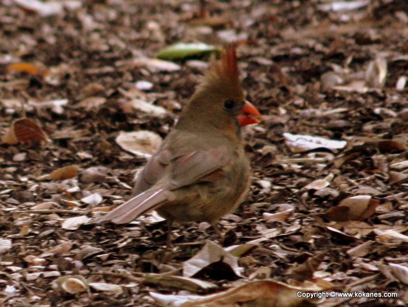 Pyrrhuloxia