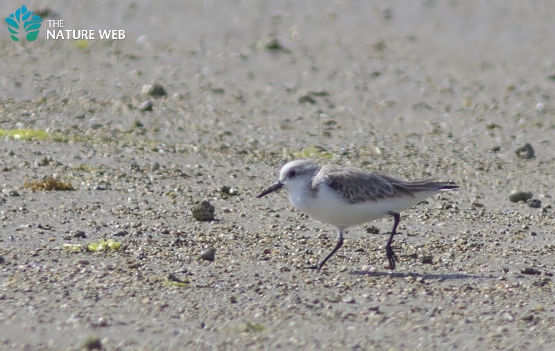 Sanderling