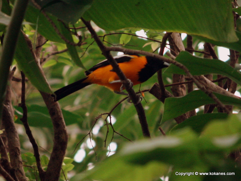 Perching Birds