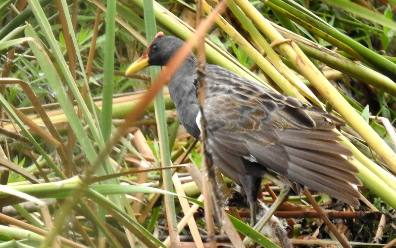 Watercock