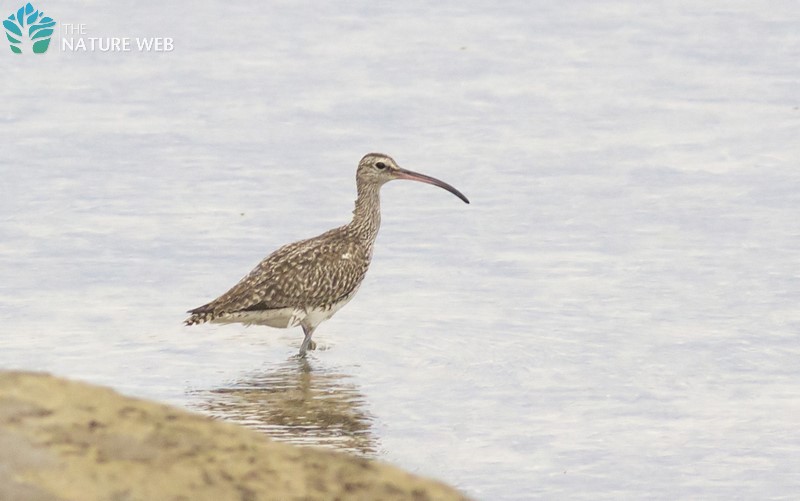 Whimbrel