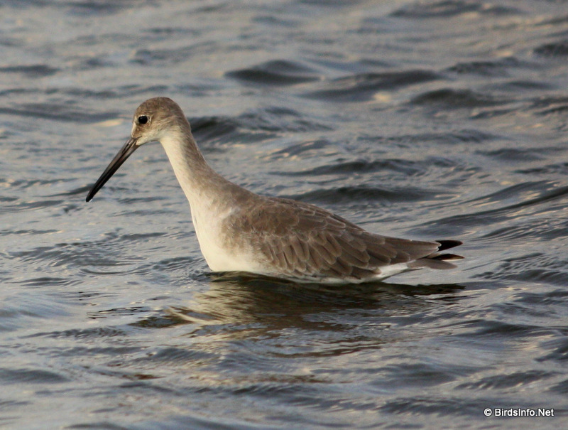 Willet