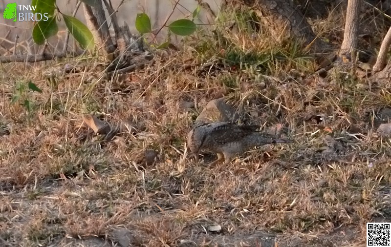 Tree-clinging Birds