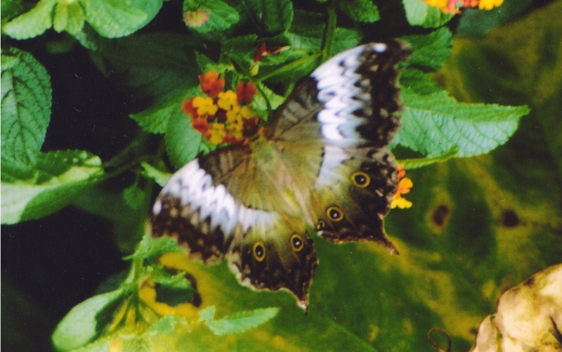 Butterflies