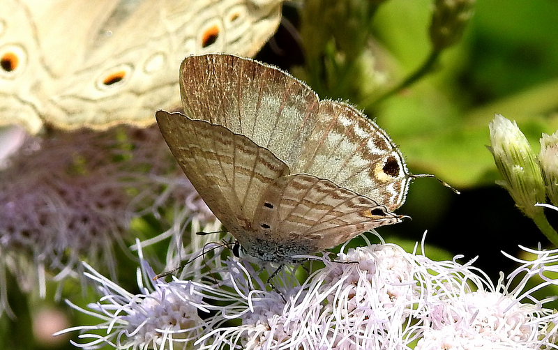 Butterflies