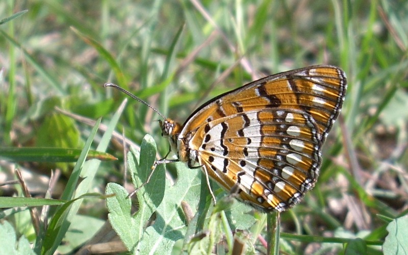 Butterflies