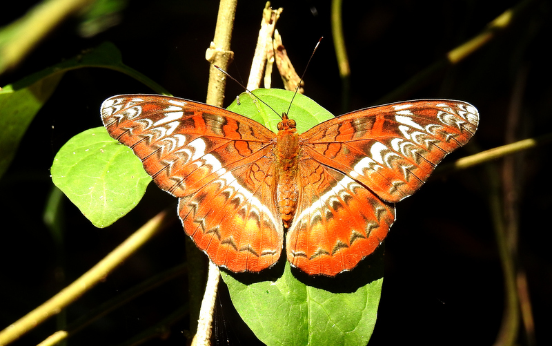 Butterflies