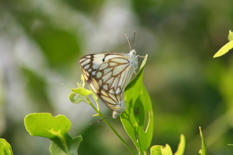 Butterflies