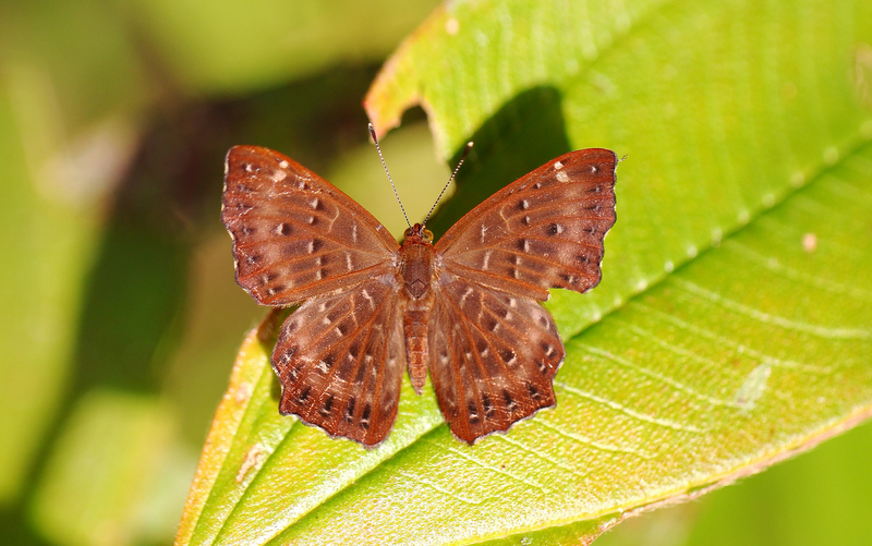 Butterflies