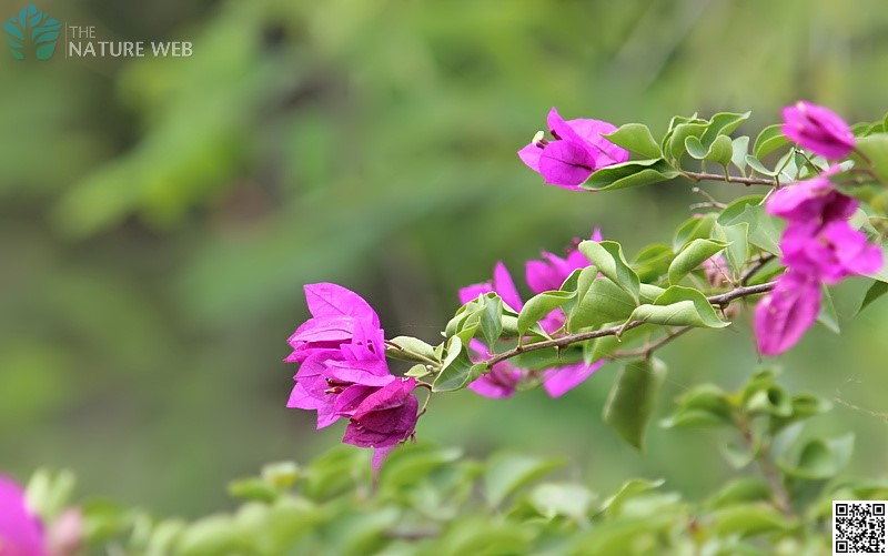 Bougainvillea