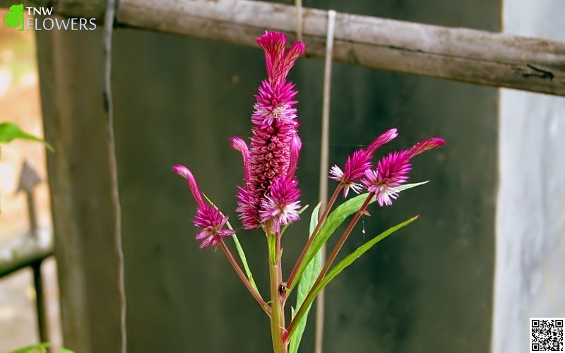 Cockscomb