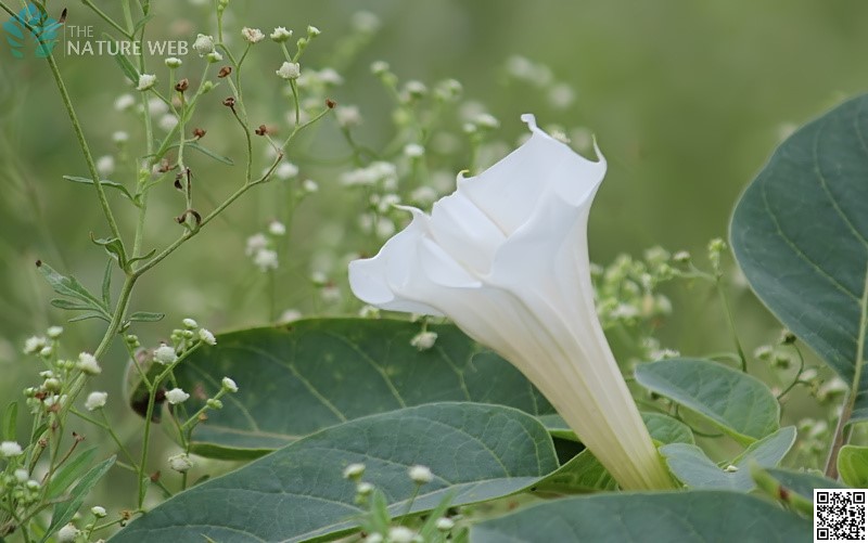 Datura