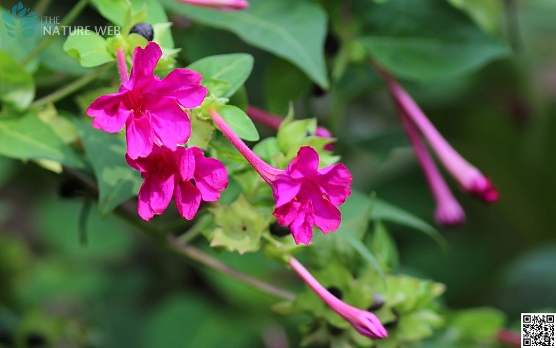 Tamil Flower Names