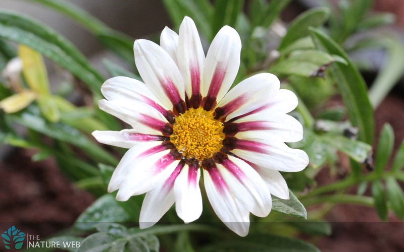 Gazania