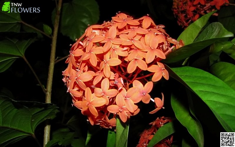 Ixora