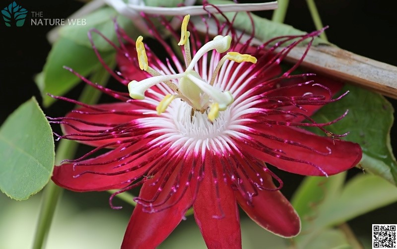 Lady Margaret Passion Flower