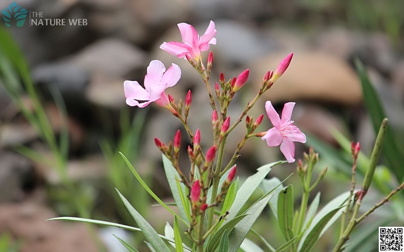 Oleander