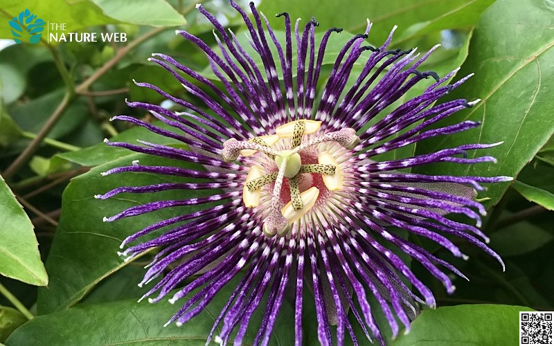 Purple Passion Flower