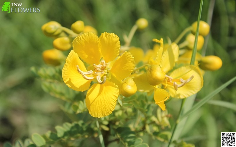 Marathi Flower Names