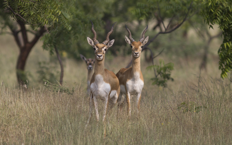 Even-toed ungulates