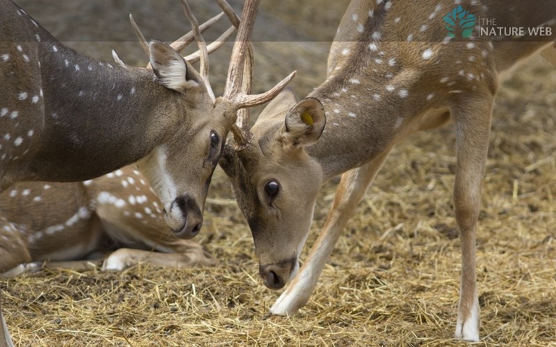 Even-toed ungulates