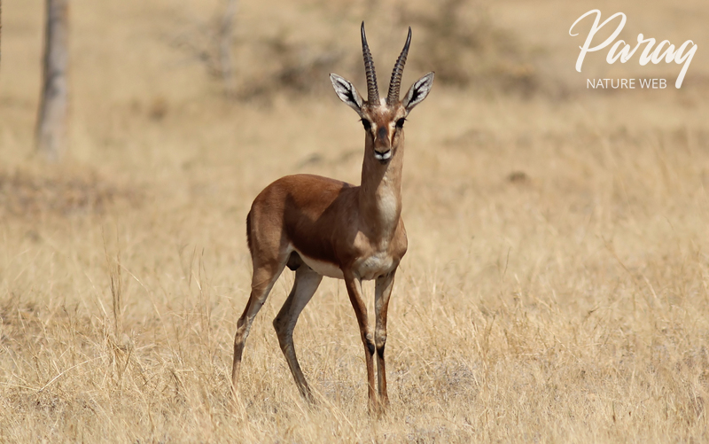 Even-toed ungulates