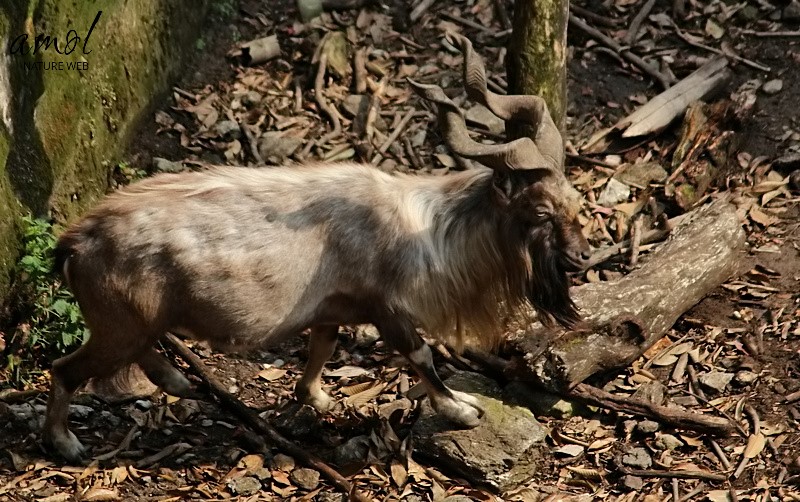 Even-toed ungulates