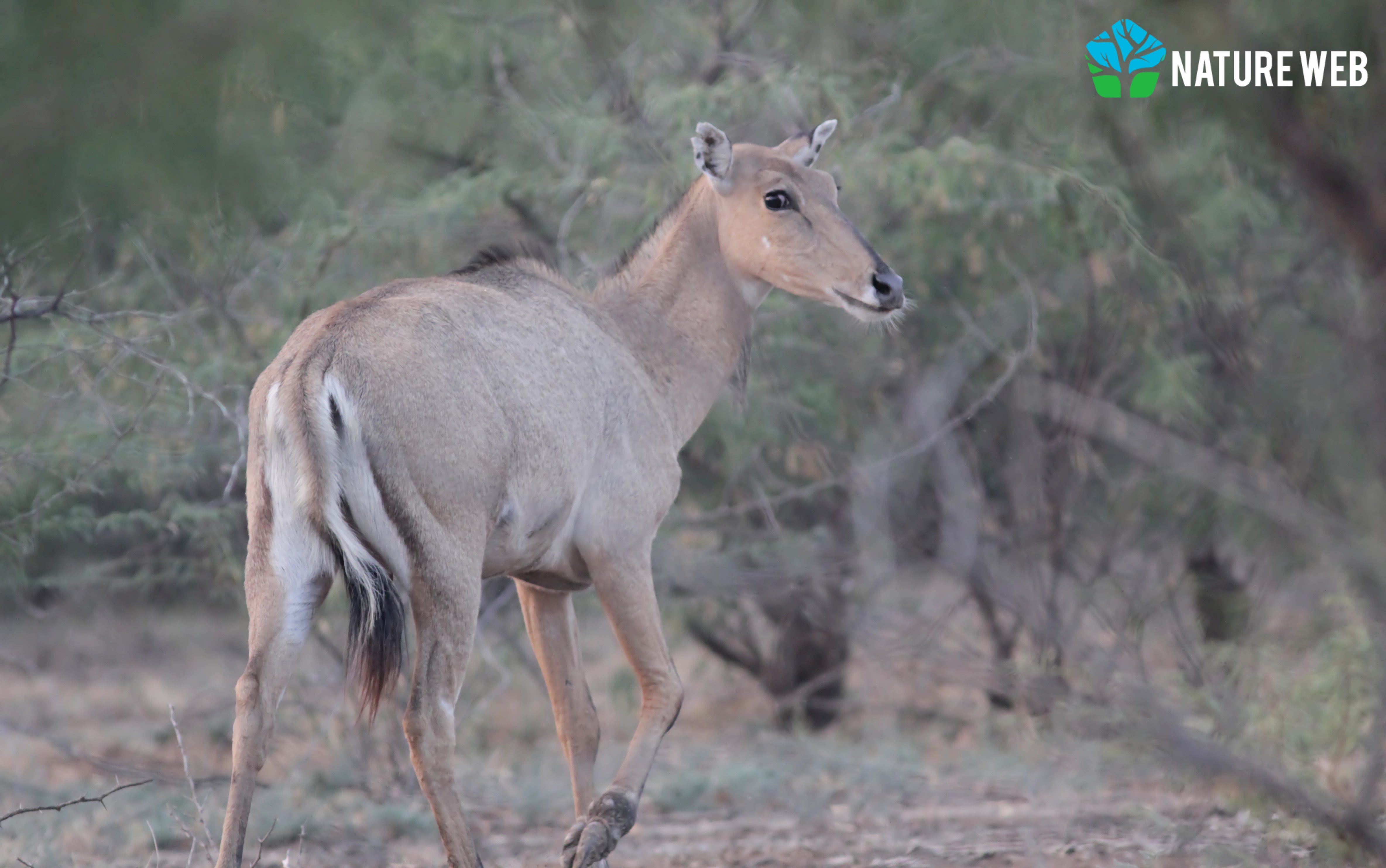 Even-toed ungulates