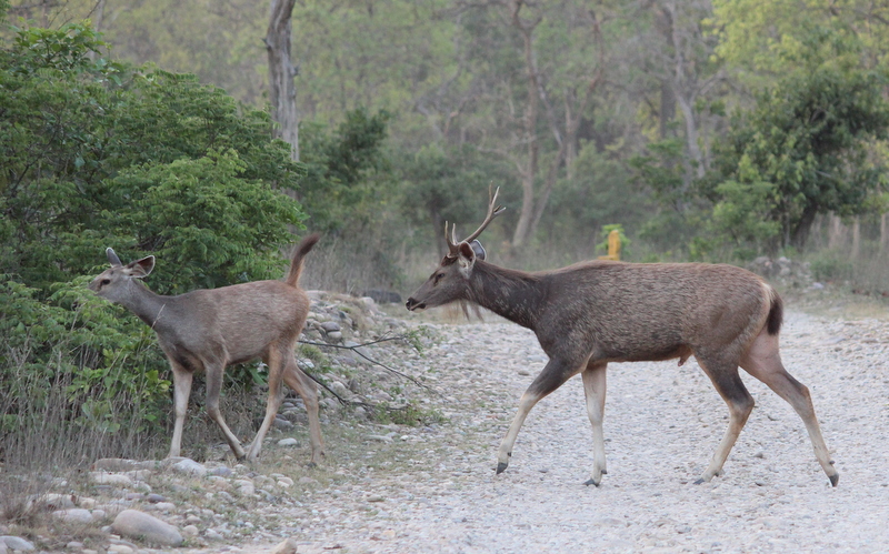 Even-toed ungulates