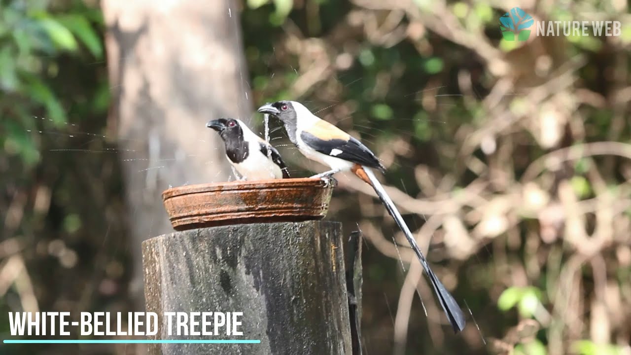 Eldhose Birding Hide