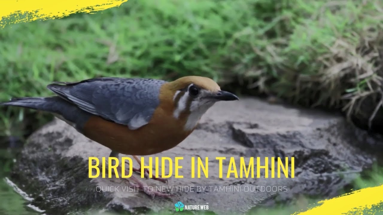 Tamhini Nature's Nest