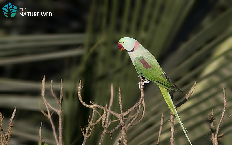 Birds of Indian Subcontinent Alexandrine Parakeet