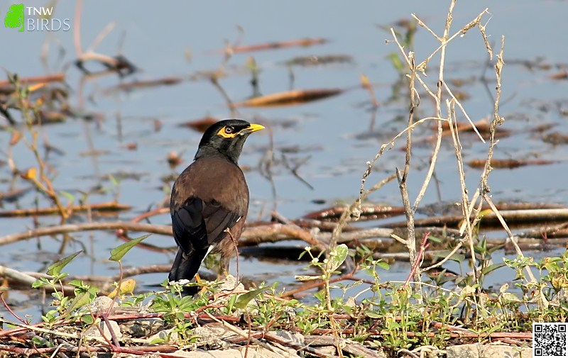 Common Myna