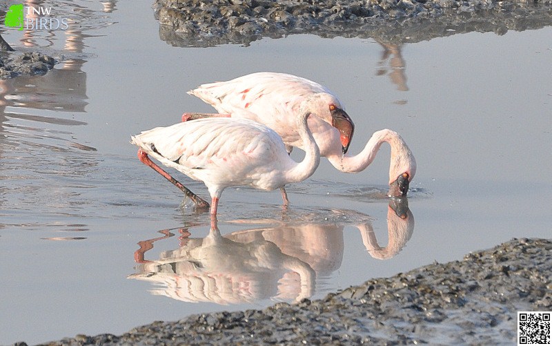 Lesser Flamingo