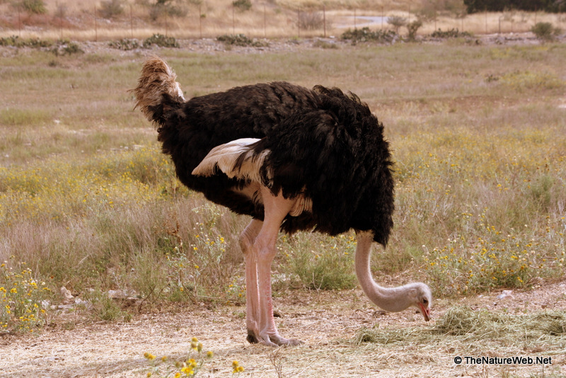 Flightless Birds