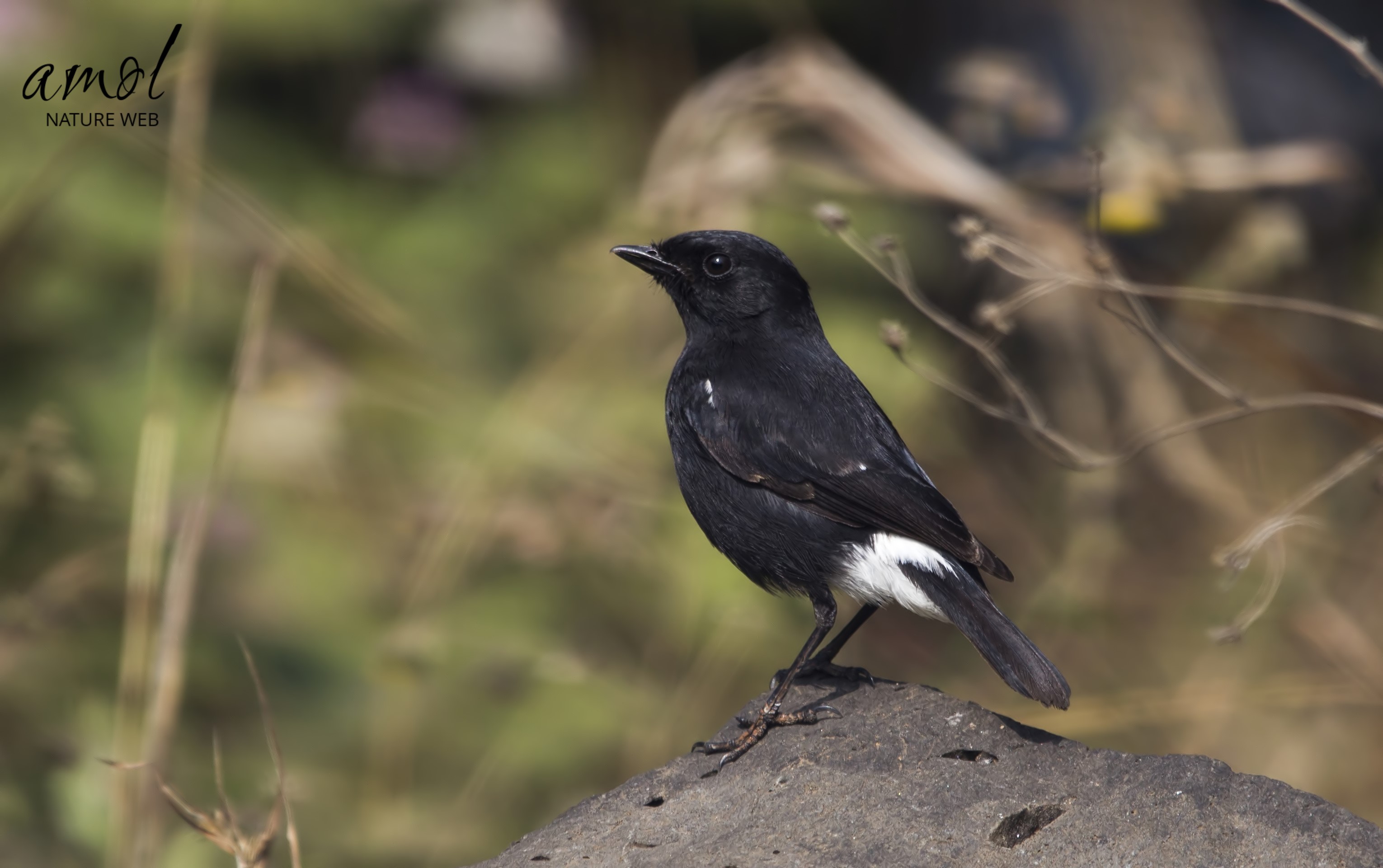 Pied Bushchat