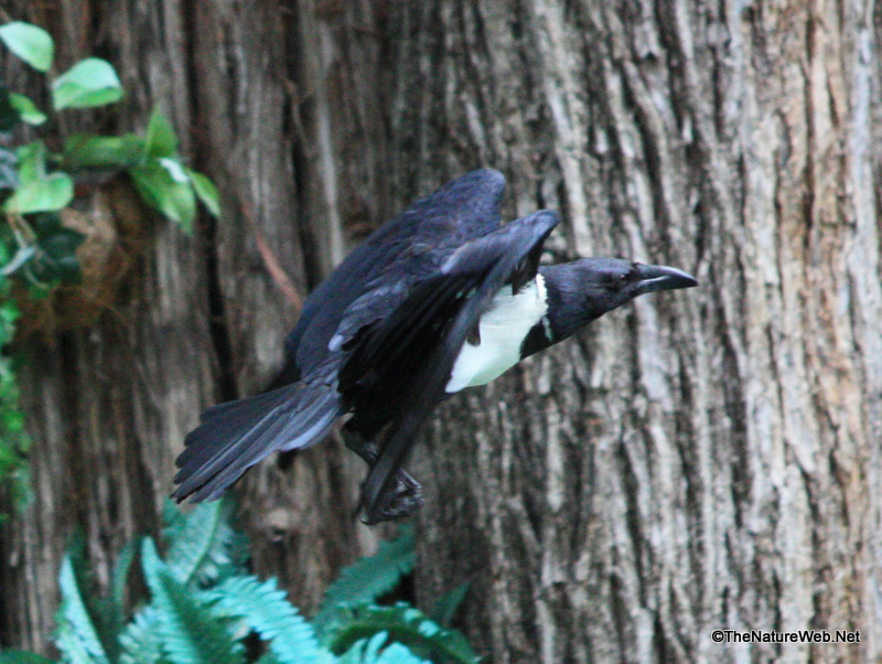 Pied Crow