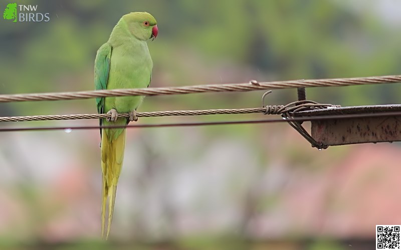 Birds of Indian Subcontinent Rose-ringed Parakeet