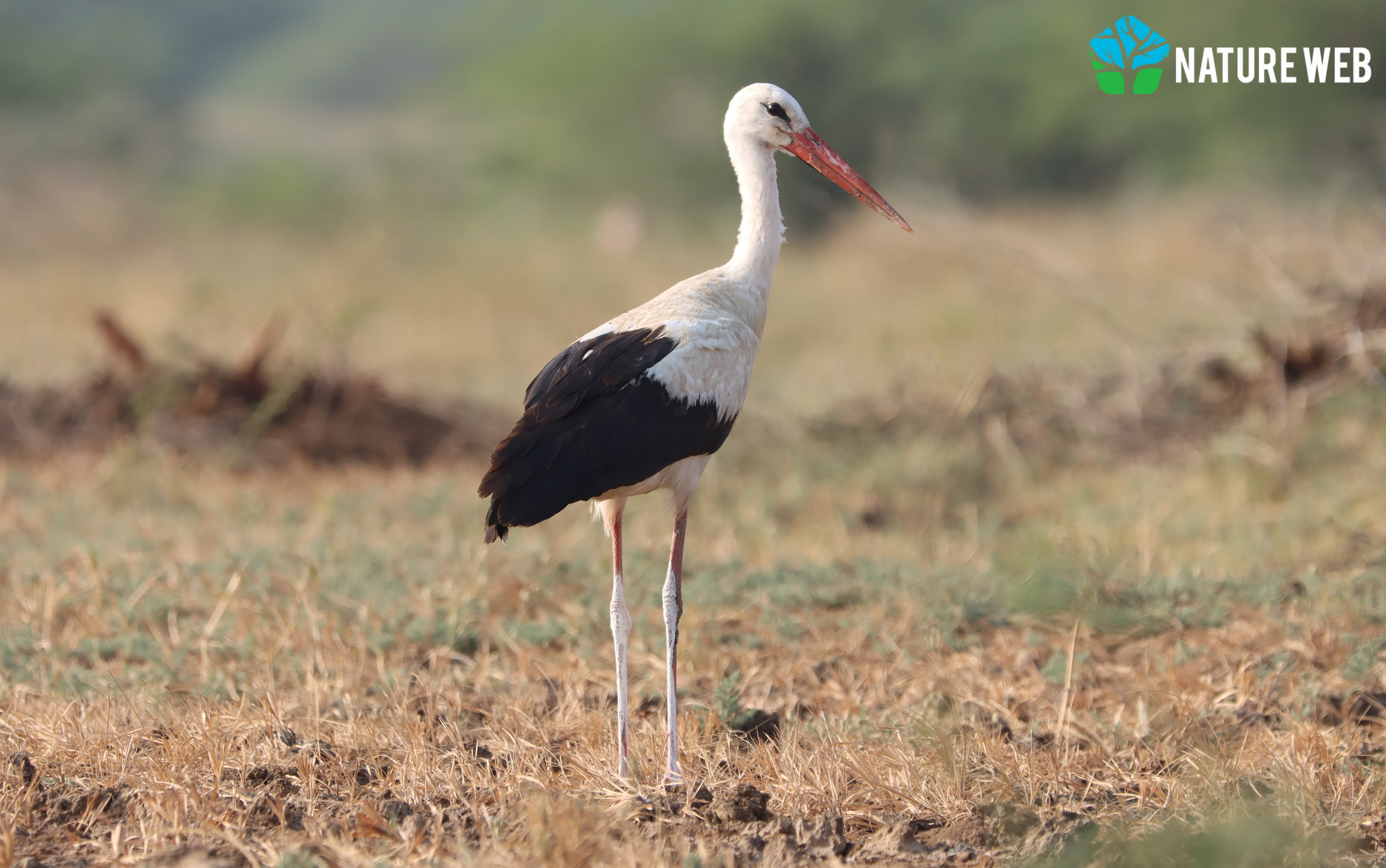 Stork White Stork