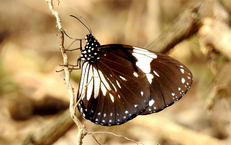 Plain Tiger