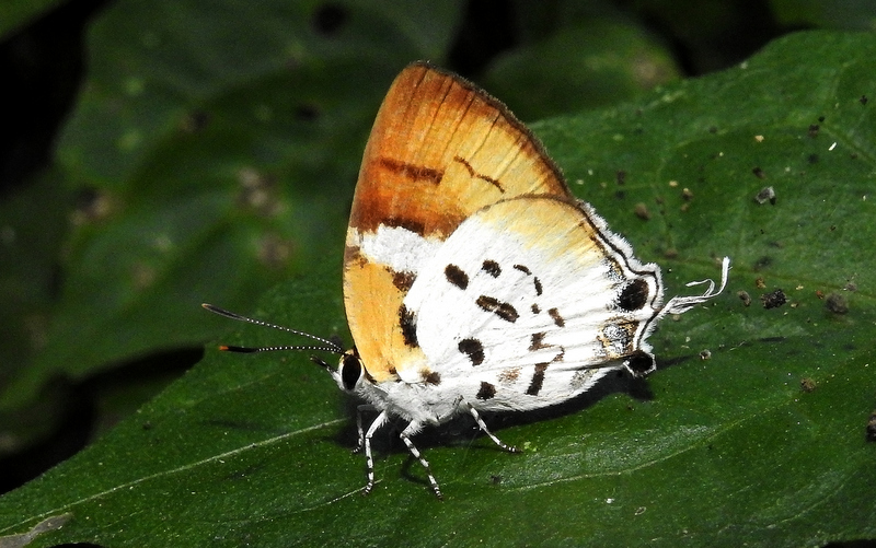Butterflies & Moths (lepidoptera)
