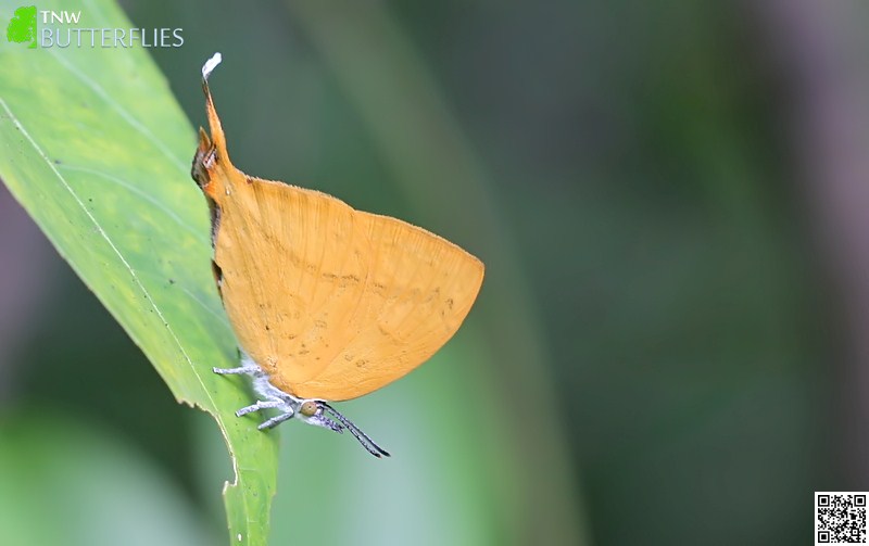 Malayalam Butterfly Names